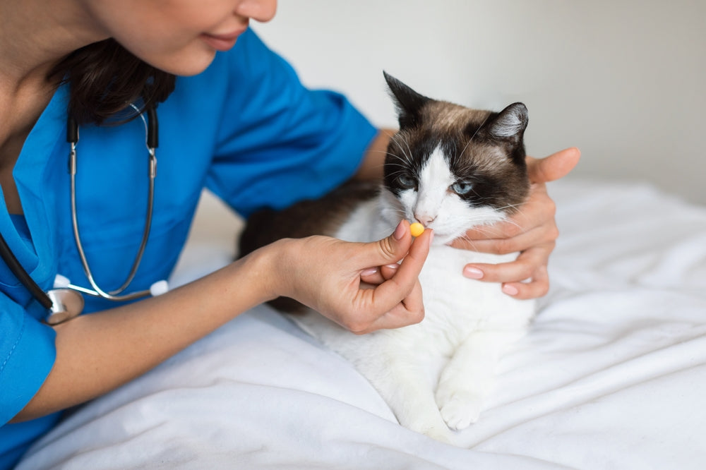 Pain Relievers for Dogs and Cats: NSAID Safety and What Pet Owners Should Know