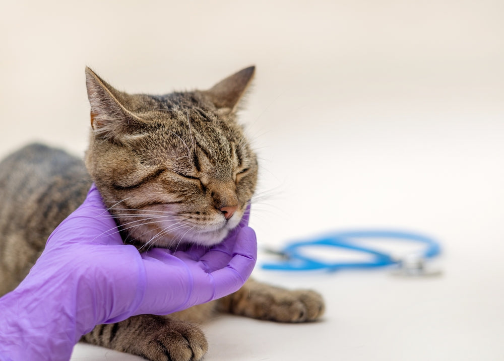 Erythromycin for Dogs and Cats