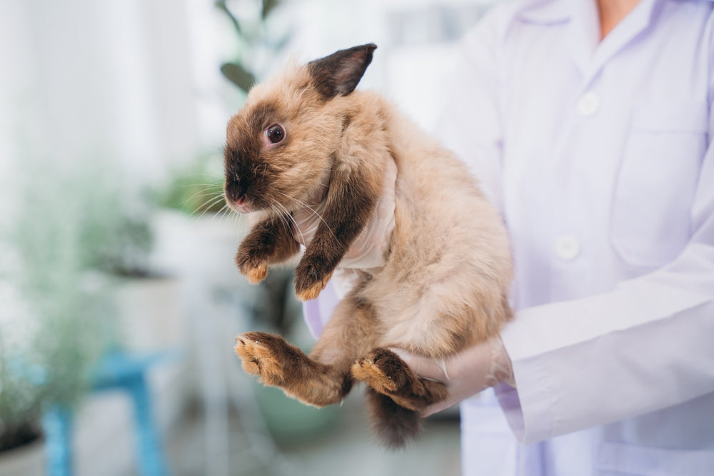 Is Frontline Toxic to Rabbits? Signs and Emergency Treatment