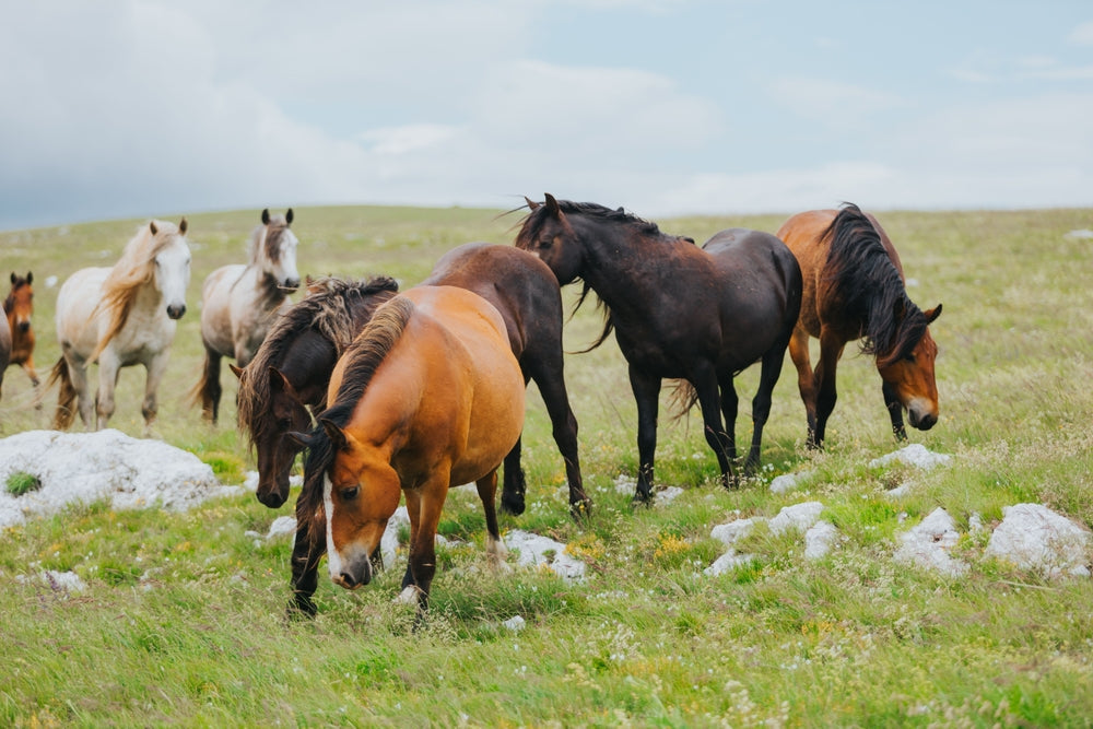 Obese or “Pleasantly Plump” Horses: Vet Advice on EMS and Obesity in 2025