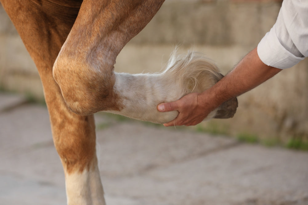 Horse Tendon Injury: What To Do in the First 48 Hours