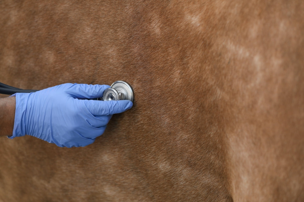 Tendon Injury in Horses: Treatment, Recovery and Rehab