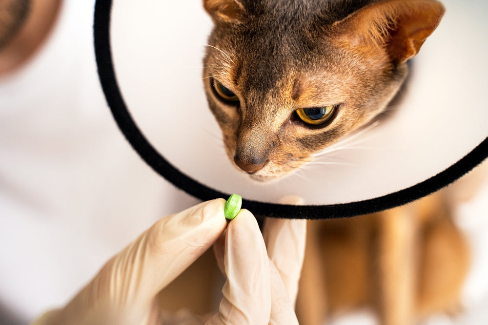 Pradofloxacin for Cats