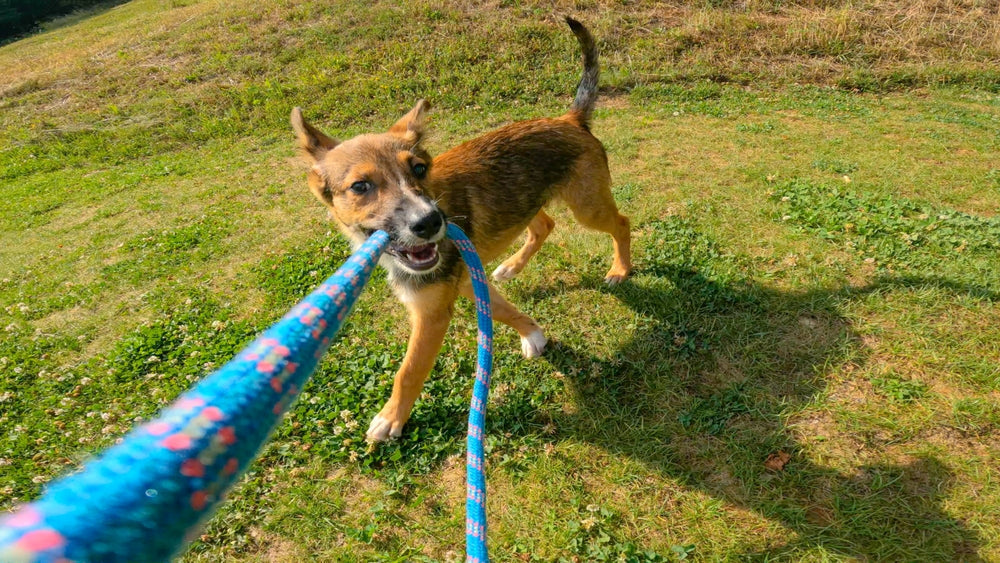 What First-Time Dog Owners Should Know When Bringing Home an Adult Dog