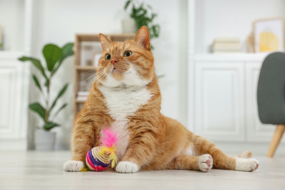 Why Does My Cat Bite and Attack During Play?