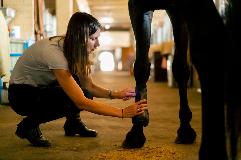 Thrush in Horses