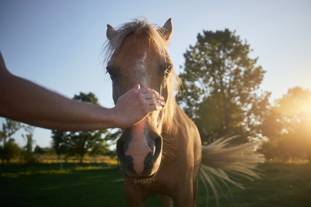 Acupuncture for Axial Stiffness in Horses