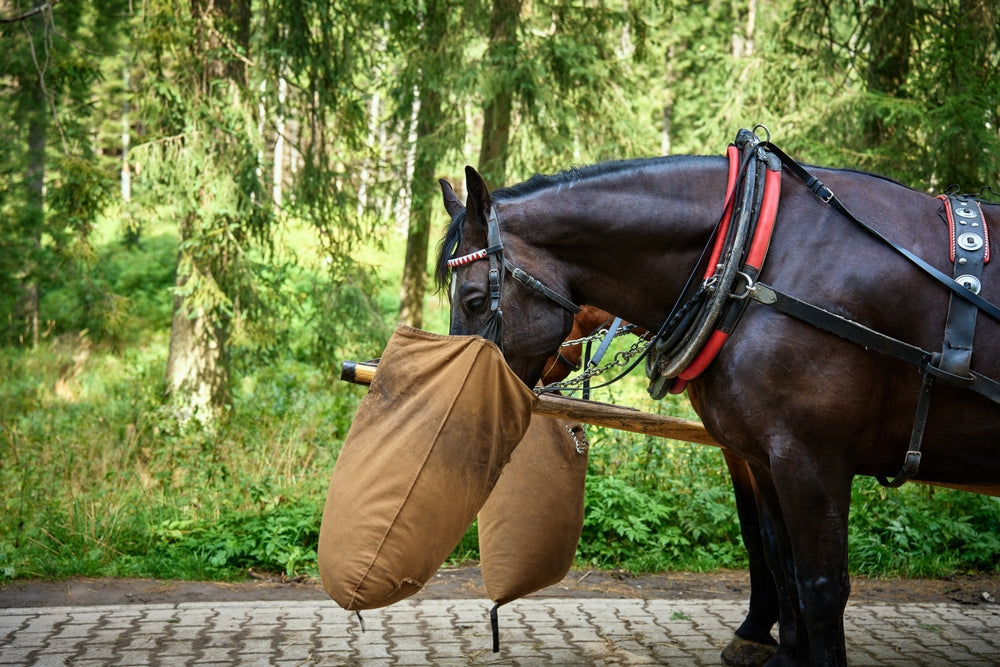 Vet Guide to Forage & Ration Analysis for Horses 2025 🐴🌾