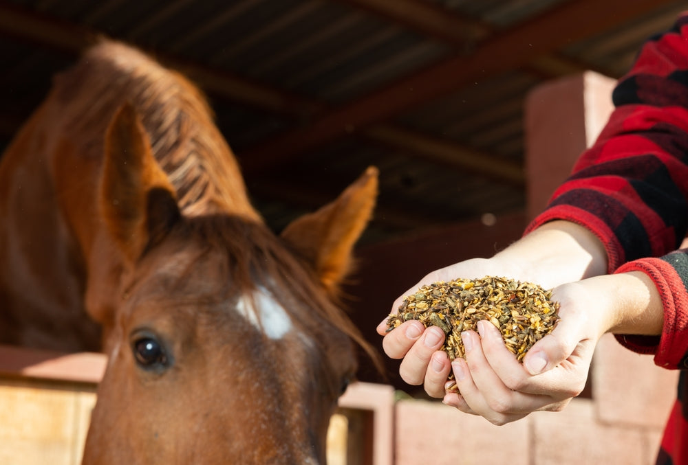 Do Oral Joint Supplements Work in Senior Horses?