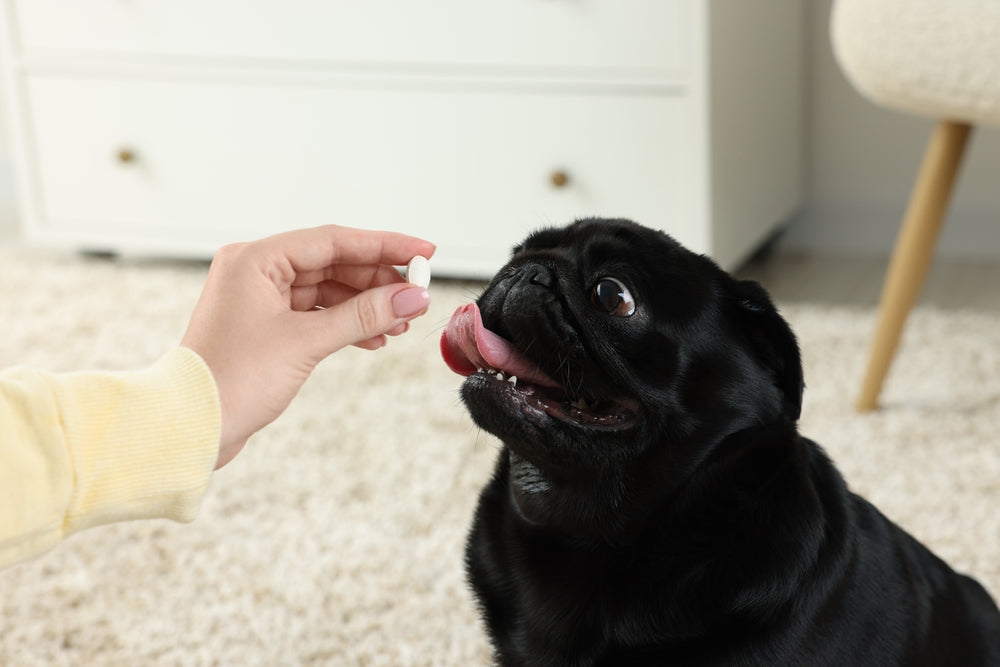 Allopurinol for Dogs and Birds