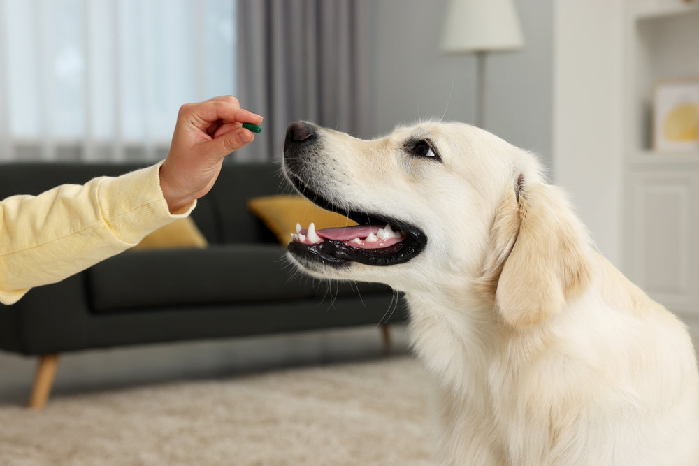 NexGard for Dogs