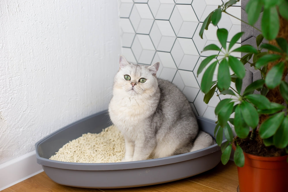 How Often Should You Clean Your Cat’s Litter Tray and When Should You Replace the Litter?