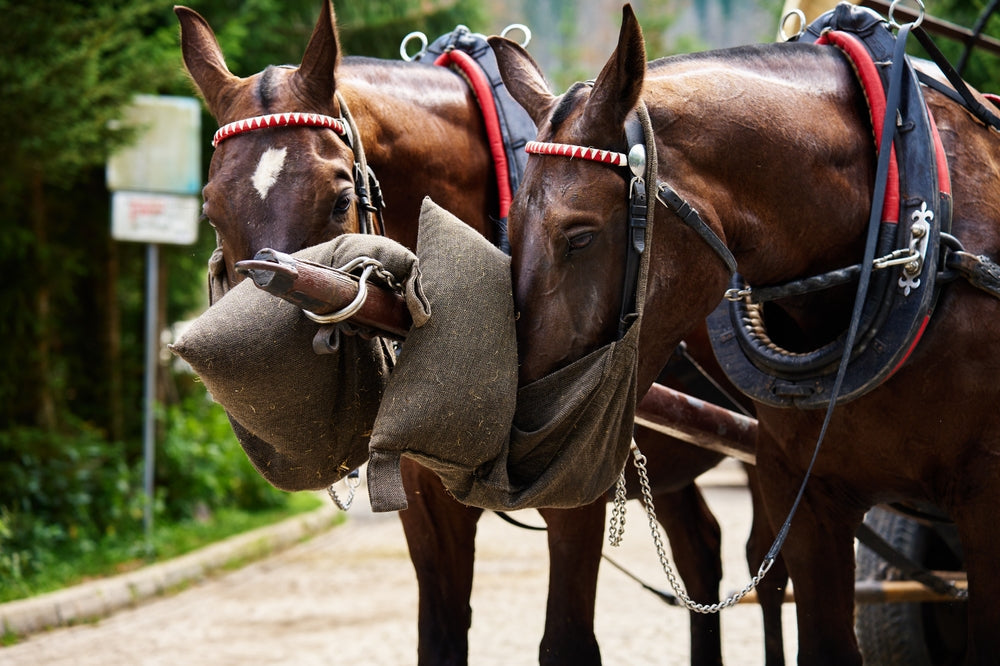 How to Transport a Horse Safely: Loading, Trailer Position, Hydration and Recovery