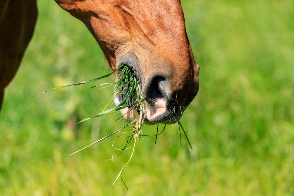 Can Omega-3 Help Sweet Itch in Horses?