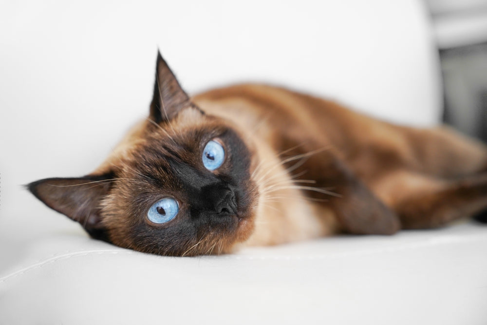 Why Play Is Essential for Every Cat