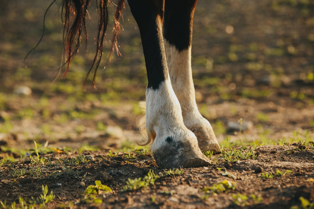 How to Check Your Horse’s Hooves