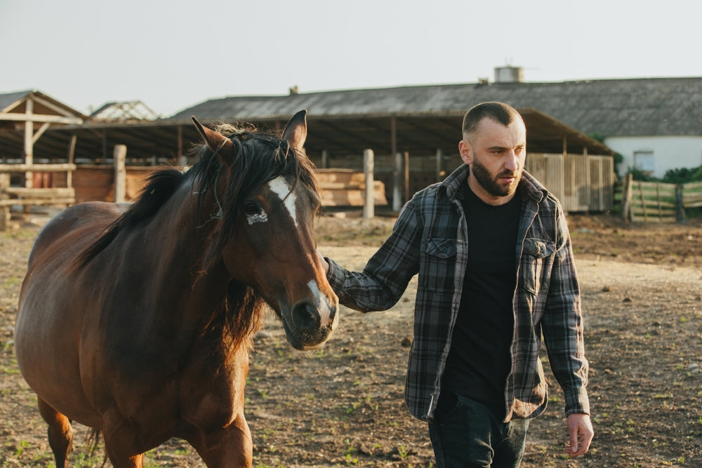 Can Horses Take Previcox Instead of Equioxx?