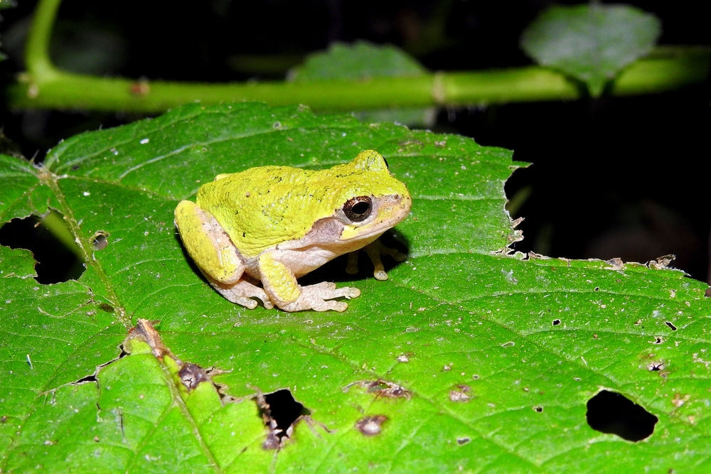 Amphibian Vitamin A Deficiency: Vet Care, Symptoms & Prevention in 2025 🐸🥕