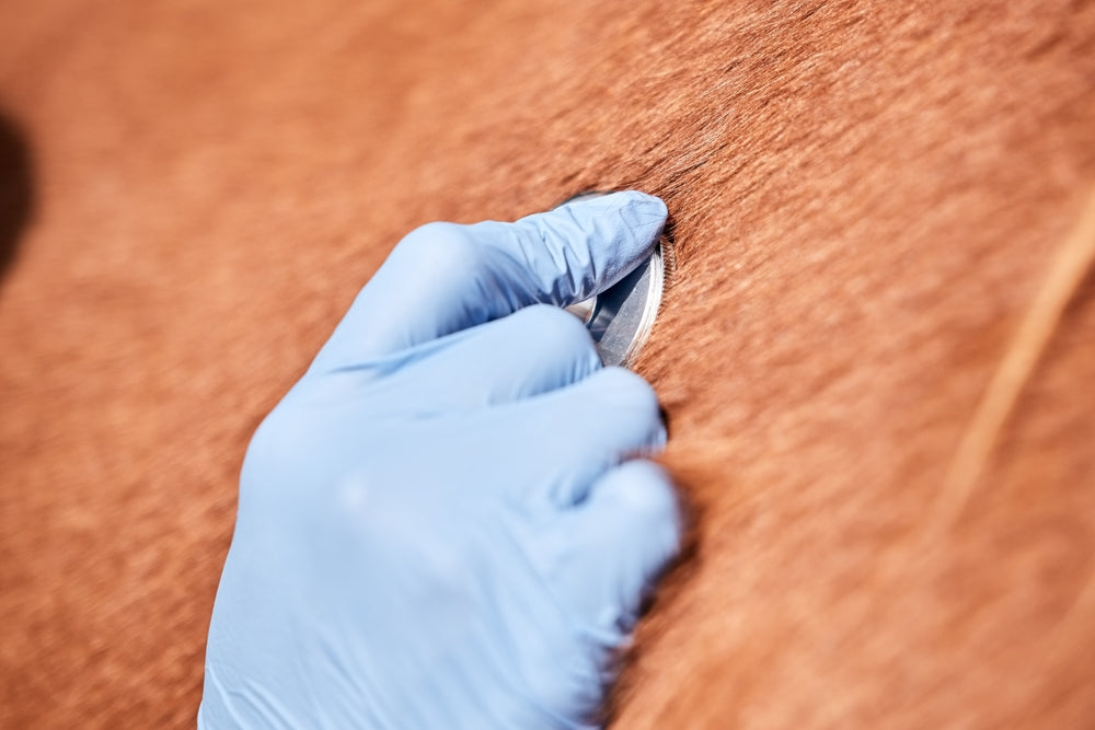 Should You Microchip Your Horse?