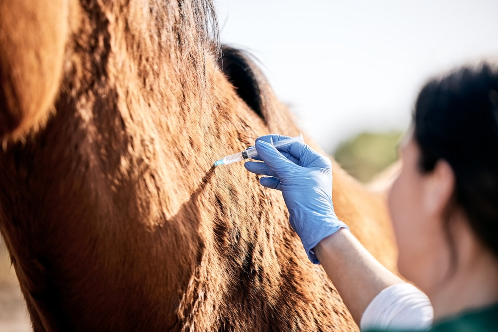 Tetanus Antitoxin vs Toxoid in Horses