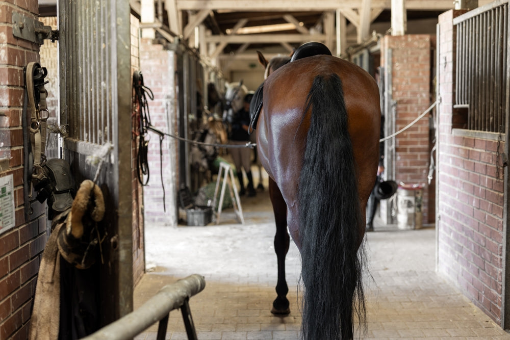 Tail Alteration in Horses: Why It Must Stop