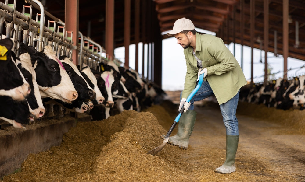 Feeding Beef Cows at Night to Shift Calving to Daytime