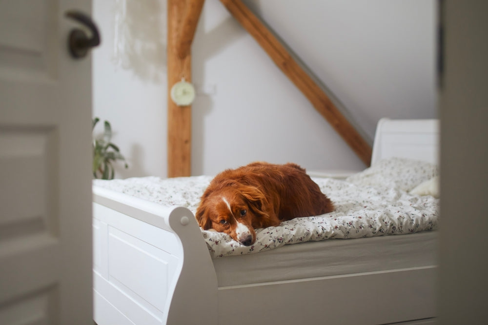 Dexmedetomidine (Sileo) for Dogs