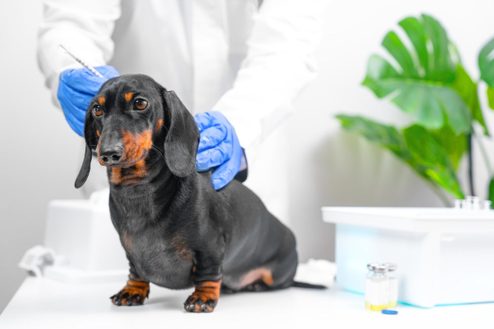 Giving Subcutaneous Fluids at Home for Dogs and Cats
