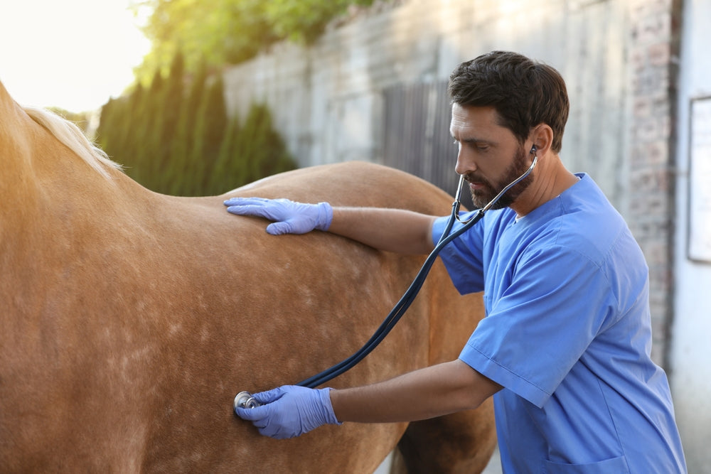 Laparoscopy in Horses