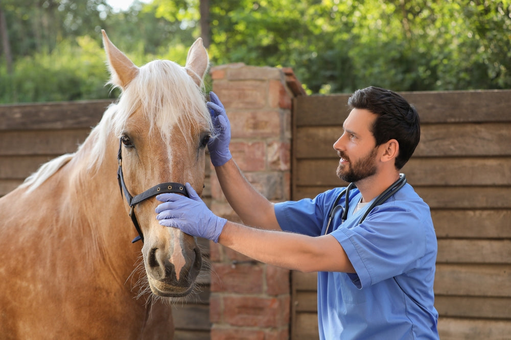 Urinary Bladder Matrix for Tendonitis in Horses: What the Research Actually Shows