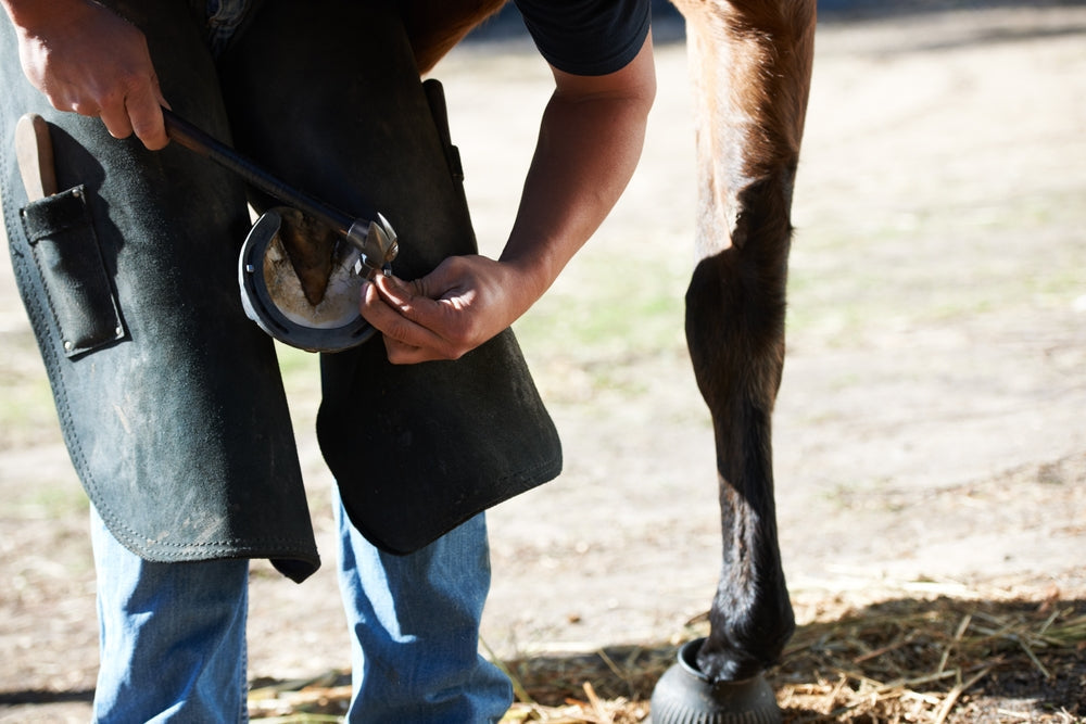 Hoof Abscess in Horses: Signs, Treatment and When To Call a Vet