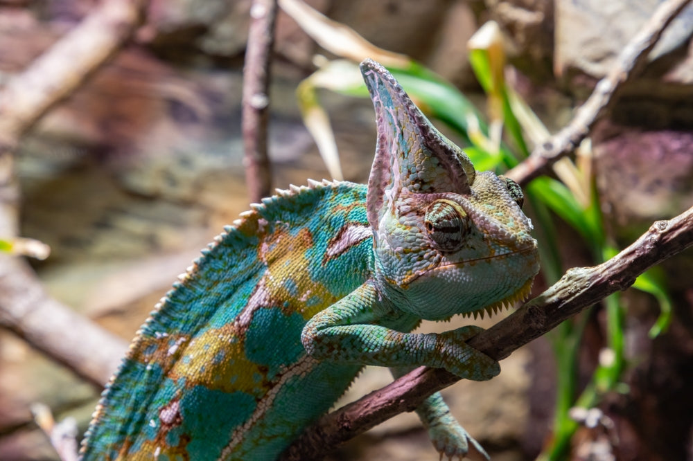 Retained Spectacles in Reptiles: A Vet’s 2025 Guide to Eyecap Care 🐍👁️ | Dr Duncan Houston BVSc