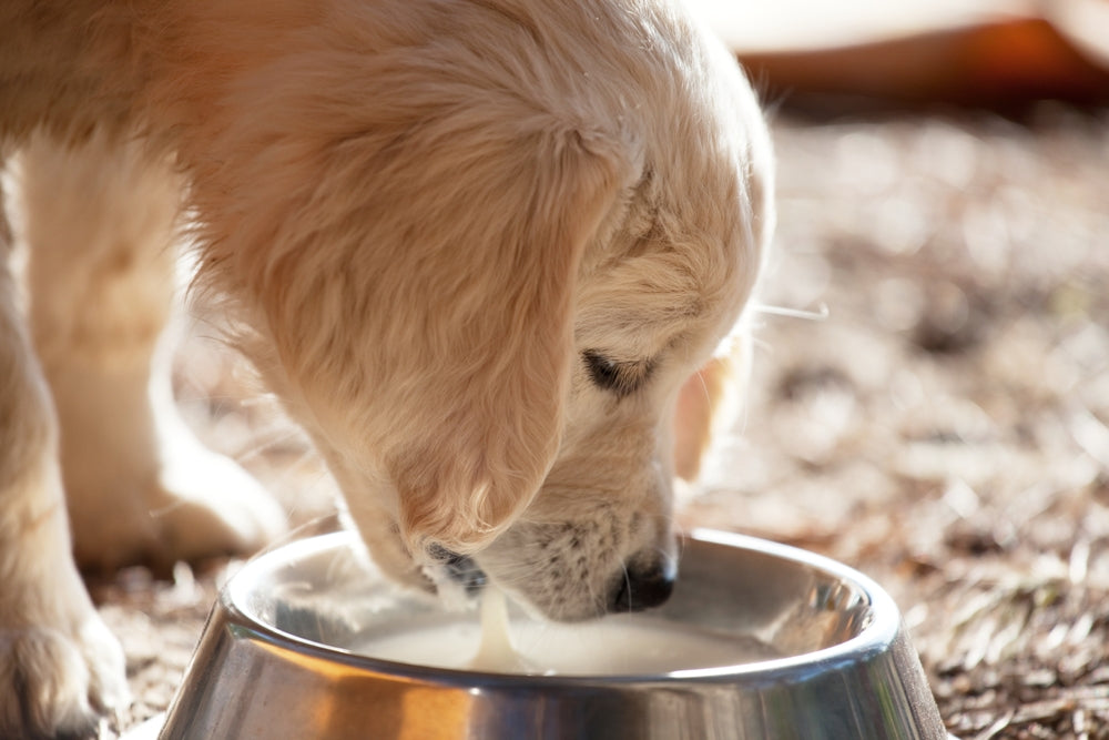 Vet-Approved Guide: Nurturing With Nature – The Power of Milk Thistle for Pets 🌿🐾