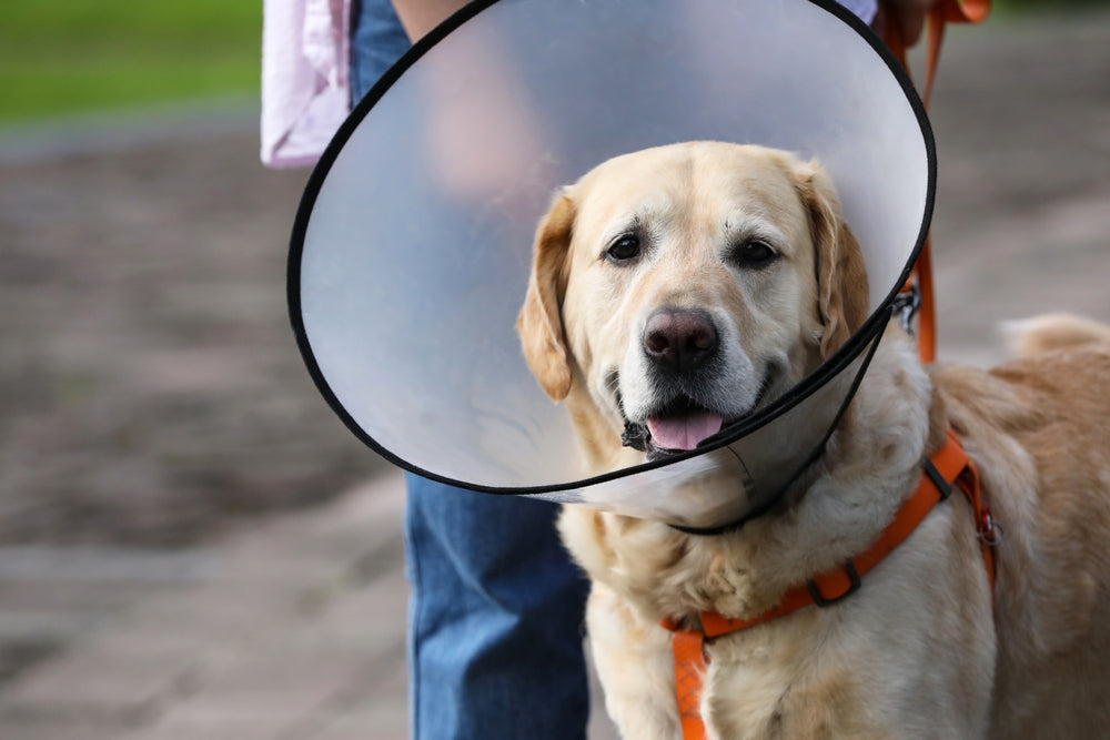 Parvovirus in Dogs vs Cats
