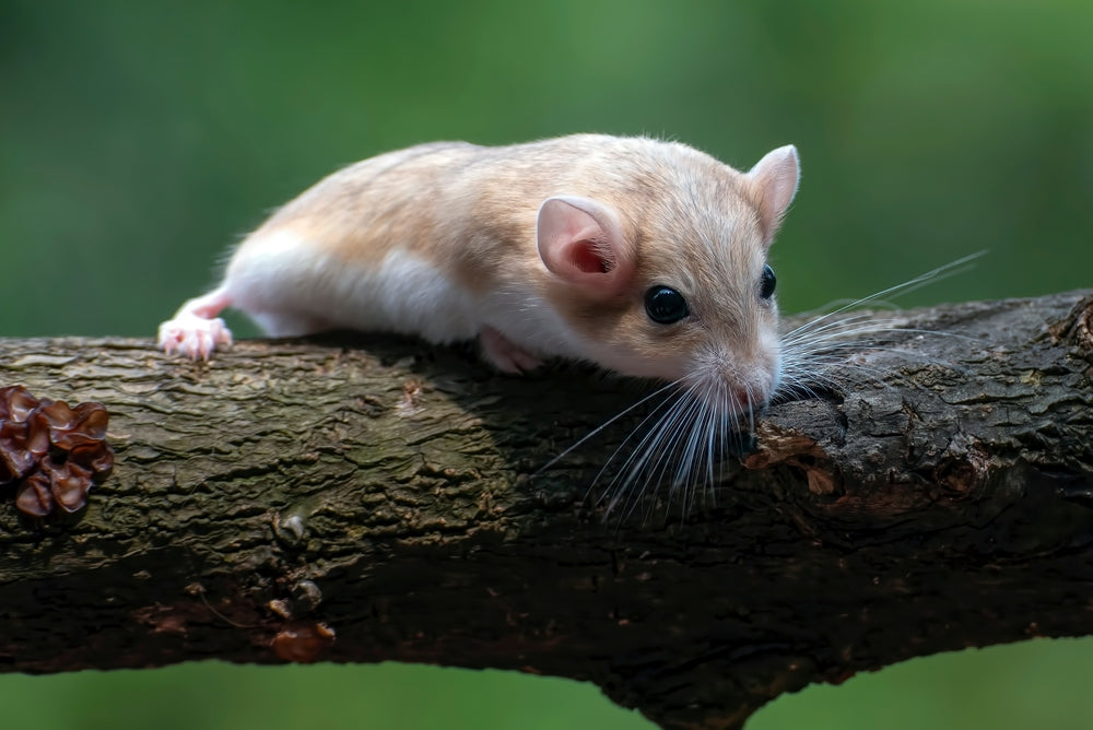 Gerbil Care