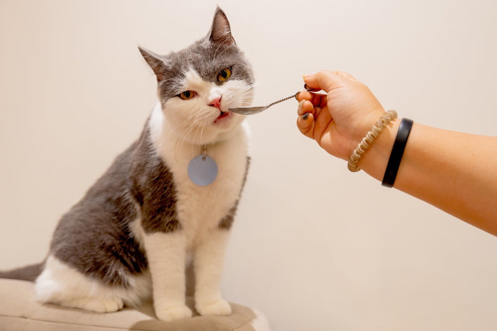 🐱🍽️ Human Foods You Can Safely Feed Your Cat 💛🐾