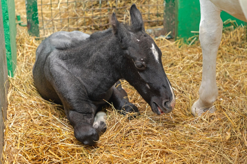 Newborn Foal Exam: What To Check in the First 24 Hours
