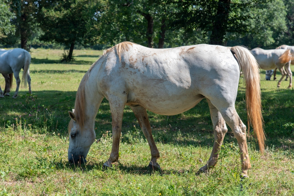 Retained Placenta in Horses: Emergency Vet Protocols for 2025 🐴🧬❗