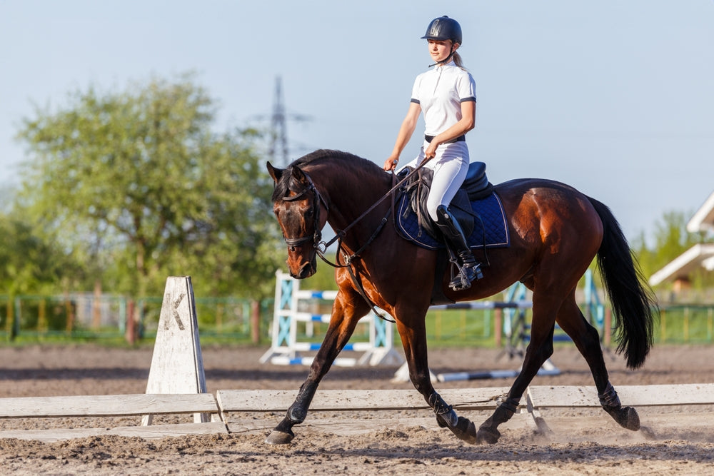 How to Warm Up a Horse Before Riding: A Safe Routine for Training and Competition