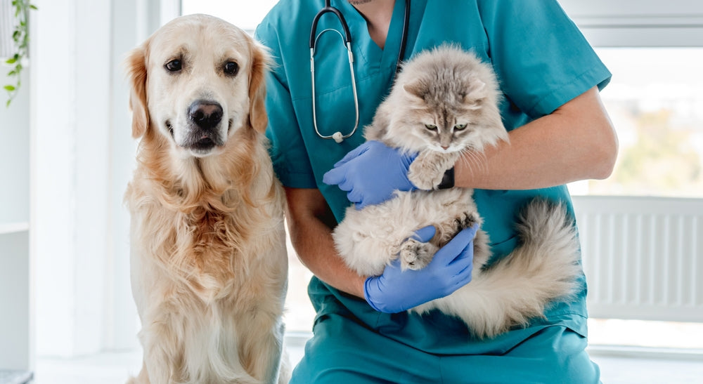 Diltiazem for Dogs and Cats