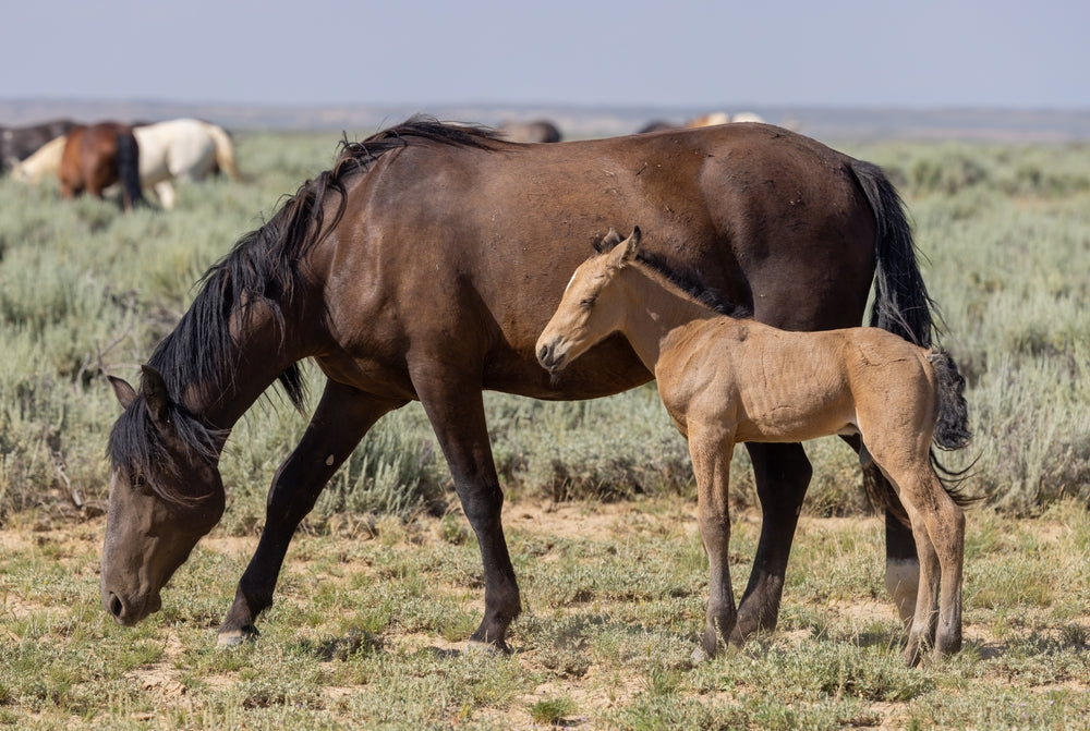 Embryo Transfer in Mares: How It Works and When To Use It