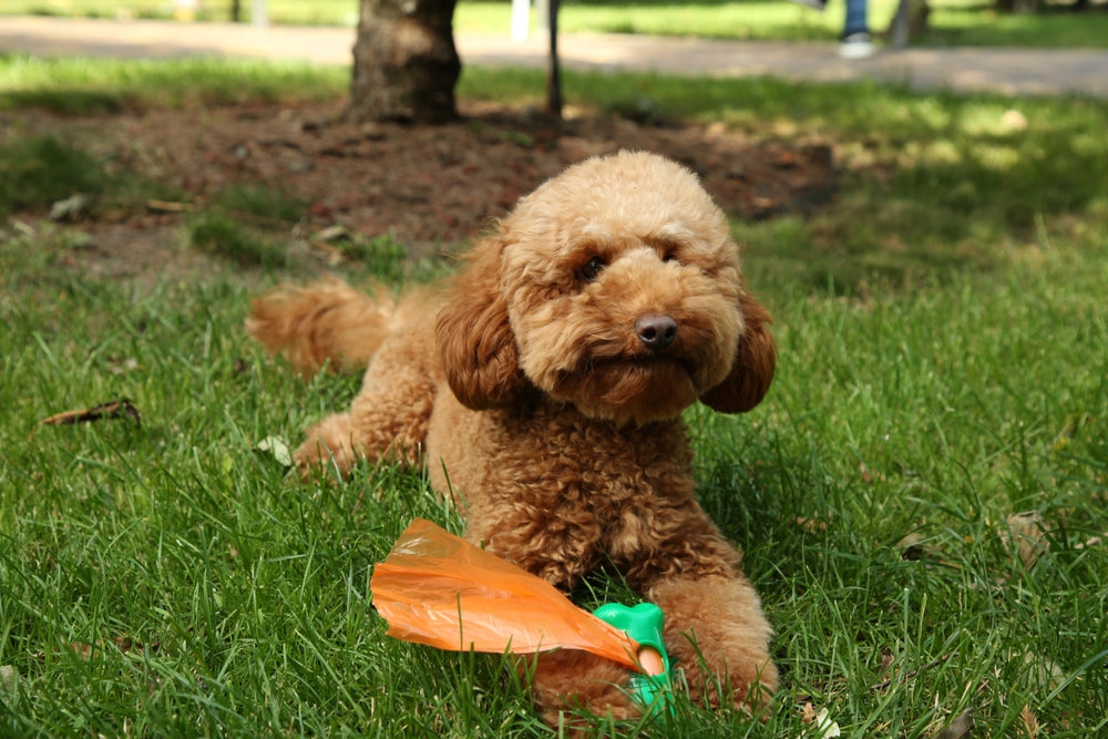 Eco-Friendly Dog Poo Bags: What Dog Owners Should Know