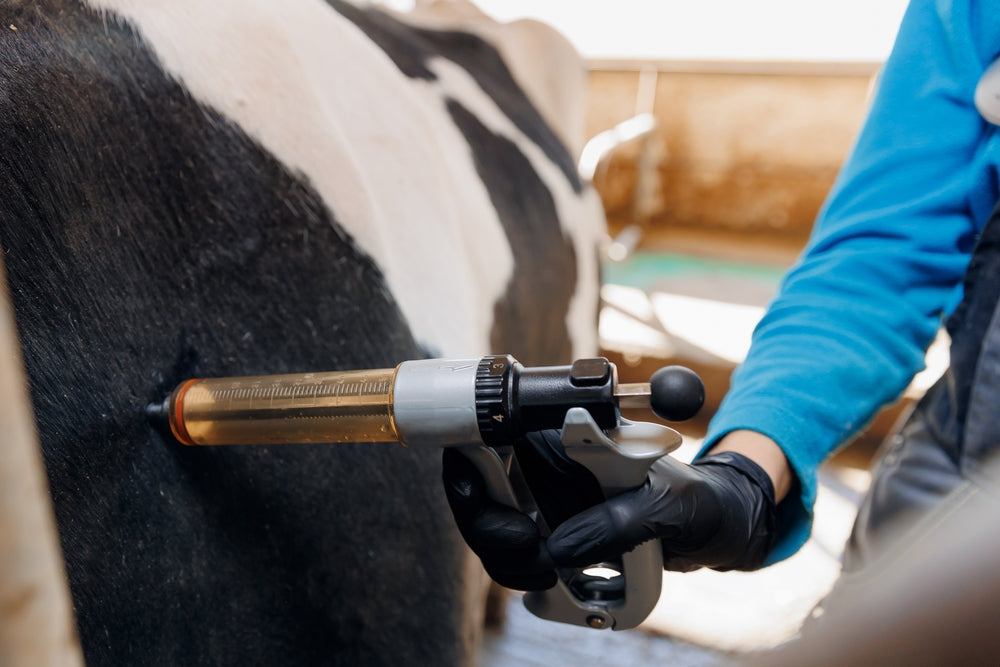 Anaplasmosis Vaccine in Cattle