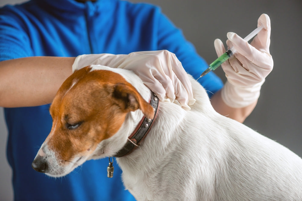 Aspirin for Pets