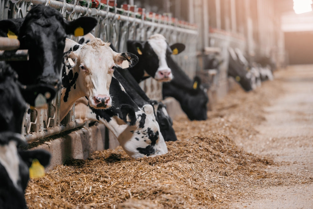 Nitrate Poisoning in Cattle Hay