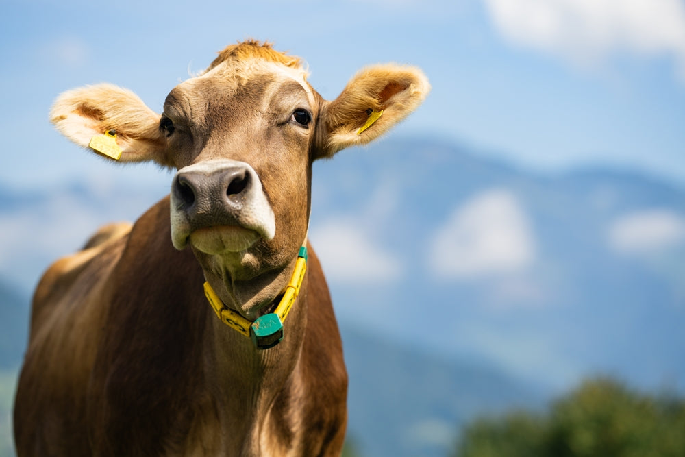 Bovine Respiratory Disease (BRD) in Calves