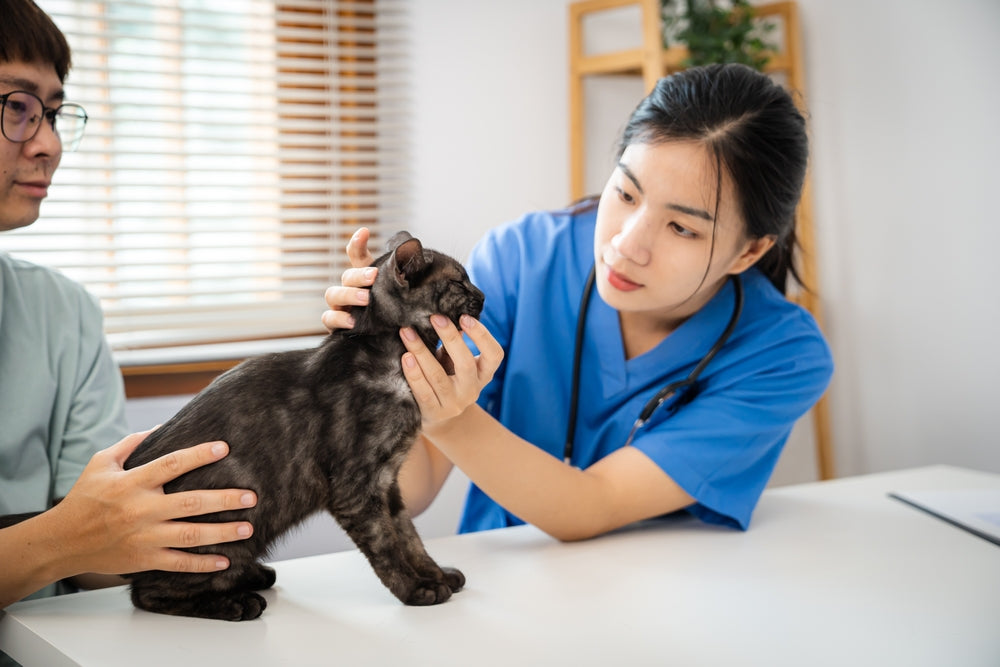 Doxycycline for Dogs and Cats
