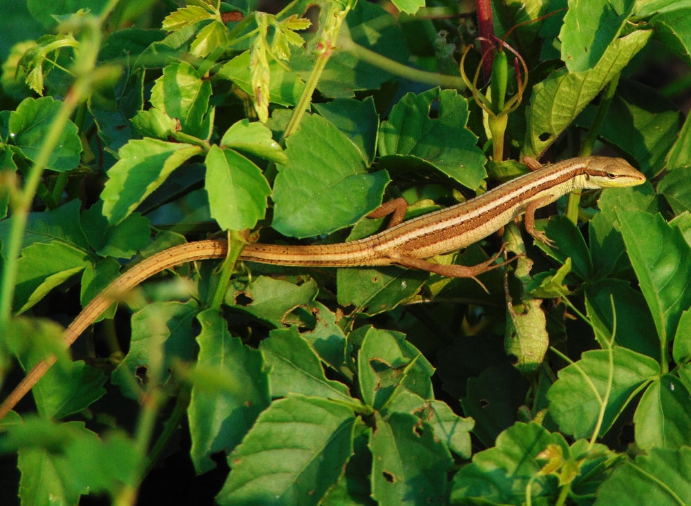 Coccidia in Reptiles: A Vet’s 2025 Guide to Parasite Prevention & Treatment 🐍🧫 | Dr Duncan Houston BVSc