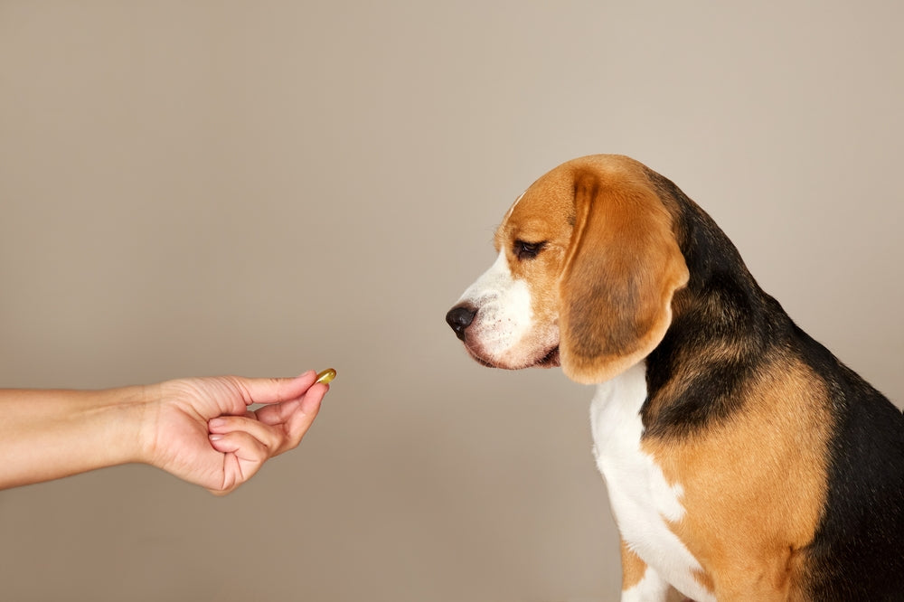 Supplements for Pets: A Vet Guide to When They’re Truly Necessary 🐾 | Dr Duncan Houston