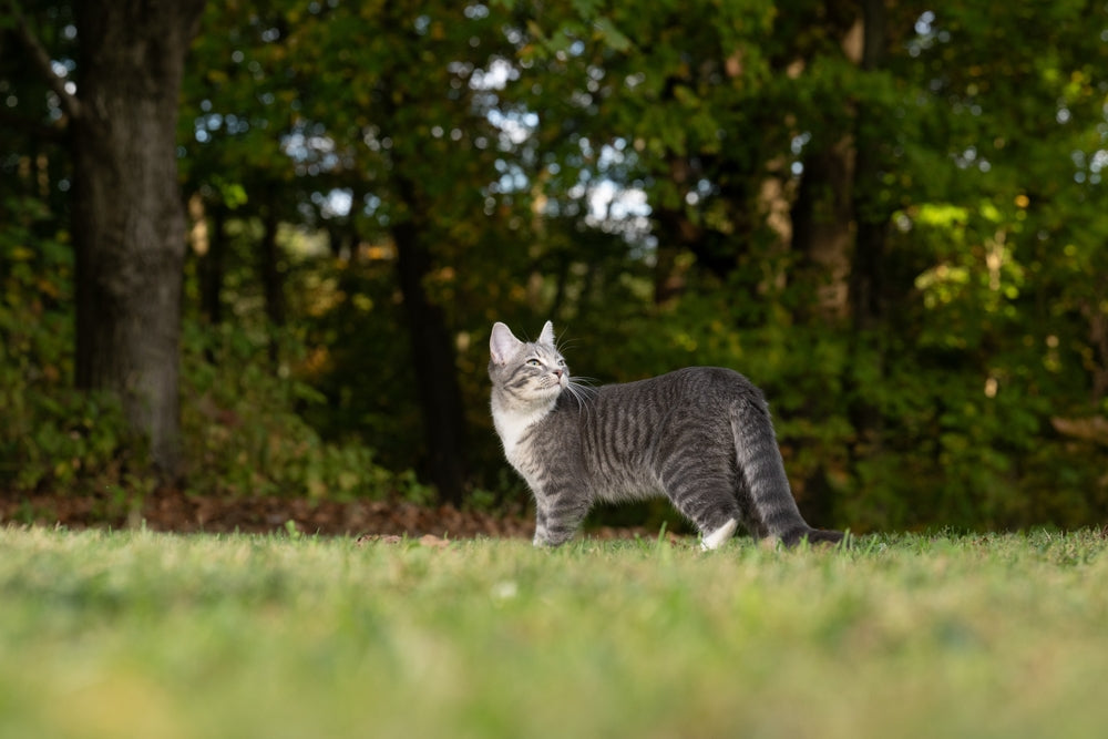 Should I Let My Cat Outside?